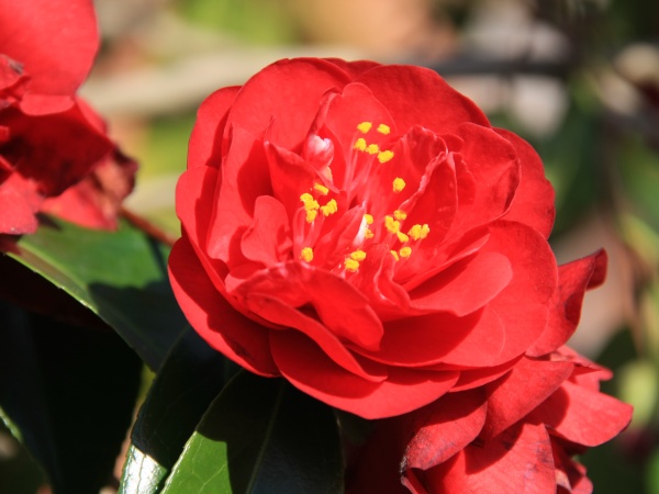 Fruehling 2009   034.jpg